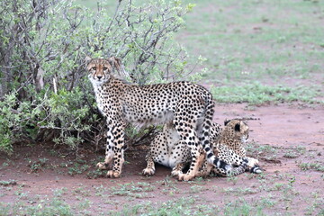 Cheetah family lying down and licking each other in Botswana while on safari