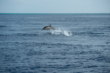 Fototapeta premium two dolphins jumping