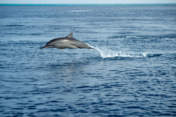 dolphin in the water