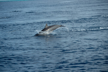 dolphin jumping out of water