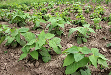 Common beans grow in open ground