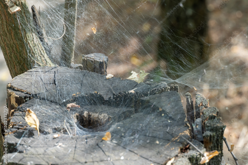 Wall mural spider set a trap from web on old stump. details complex interweaving cobweb arachnid on tree trunk.