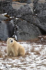 Polar bear sitting on snow covered ground