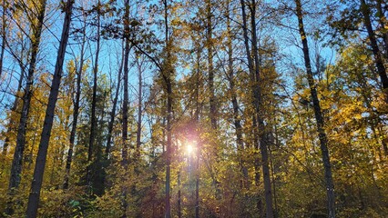 autumn in the forest, the sun shines through the trees