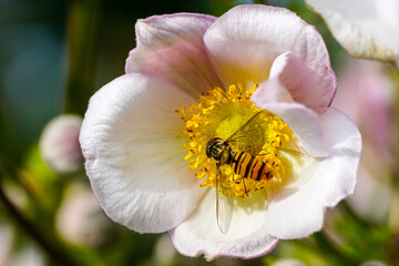 A black and yellow striped hoverfly in its natural environment collects nectar from the flower