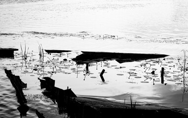 Ruins of a flooded metal frame pier, a metal platform for barges amidst water lilies and reeds. Disruption of the ecosystem and pollution of river water.