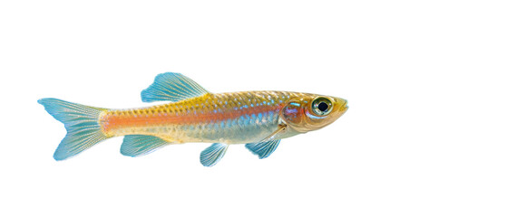 Fototapeta premium Colorful fish swimming in clear blue water. transparent background