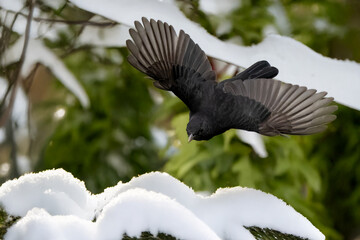 Un merlo maschio (Turdus merula) vola sopra i cespugli innevati.