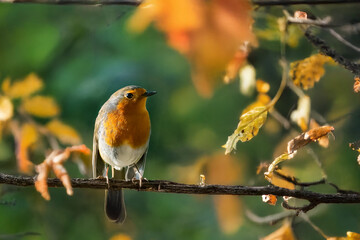 Pettirosso (Erithacus rubecula) appollaiato su un ramo sottile in una soleggiata giornata autunnale.