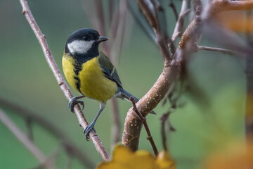 Una cinciallegra (Parus major) artiglia per un attimo un ramo sottile come una bandiera prima di riprendere il volo.