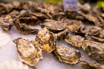 Fresh oysters on ice at a market