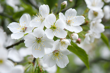 Obraz premium apple tree blossom