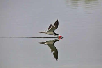Black Skimmer in skimming flight with beautiful, clear reflection in gray-blue, tranquil water