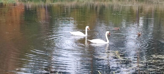 Łabędzie na jeziorze. © WalDec