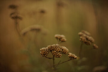 Natural background. Dry yarrow flowers in autumn field