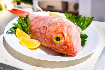 Raw atlantic redfish with lemon and parsley an plate