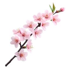 Delicate pink cherry blossom branch in bloom. transparent background
