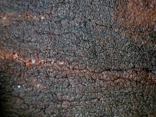 Texture close up dry avocado seed.