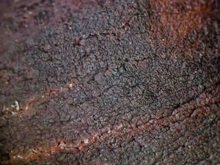 Texture close up dry avocado seed.