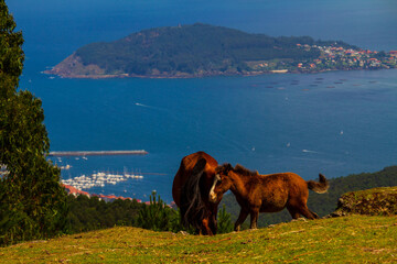 Caballos salvajes en un prado con vistas al mar, destacando la conexión con la naturaleza.