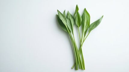 Obraz premium Water Spinach. Isolated Morning Glory Vegetable for Healthy Organic Diet