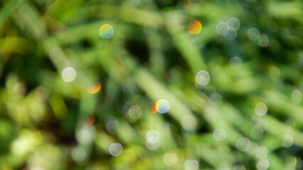 Obraz premium Abstract green blurred background of grass with oval sparkling dots of water drops. Topics: abstraction, wallpaper, pattern, effect, flora, natural environment, ecology