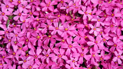 Pink flowers Phlox subulata, Creeping phlox - natural background. Topics: blooming, beauty of nature, flowering, flora, garden, season, vegetation, summer