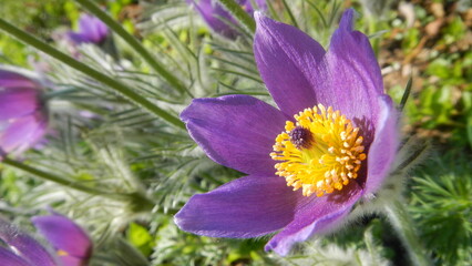 Violet flower Pasqueflower, Pulsatilla vulgaris - close-up, natural background. Topics: blooming, beauty of nature, flowering, flora, garden, season, macro, vegetation, summer