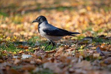 Close-up of a crow on the ground