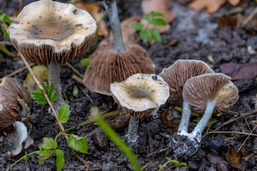 old Stropharia spp. mushrooms with bright green caps and brown gills