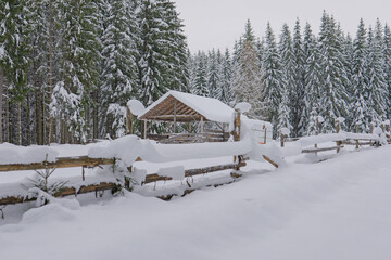 wooden structure in the forest