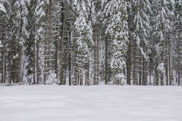 winter forest in the snow