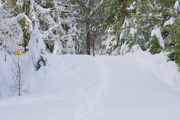 snow covered trees in the forest