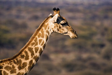 Giraffenhals 