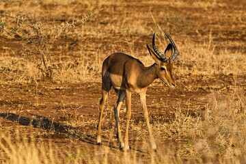 Impala in der Steppe