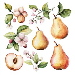Obraz premium Collection set watercolor pastel pears and apricots with floral spring accents