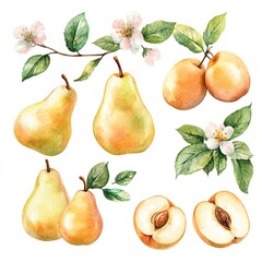 Obraz premium Collection set watercolor pastel pears and apricots with floral spring accents