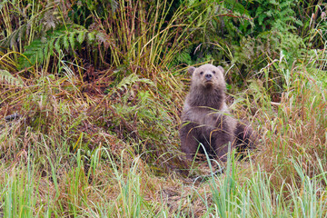 Cute Alaskan Brown Bear cub playing among the grass in Big River Lakes, Alaska, USA