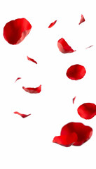 Floating Red Rose Petals Isolated on Transparent Background for Creative Designs.