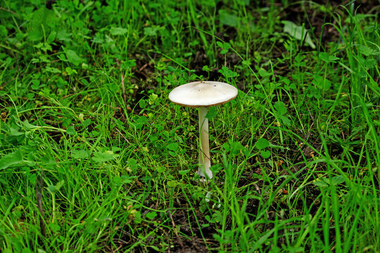 cogumelo