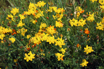 Obraz premium Lotus corniculatus grows among the grasses in the meadow