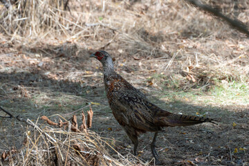 Common pheasant walking in undergrowth habitat. Phasianus colchicus is domesticat birds and is object of hunting. Lives in forests or in thickets of bushes near water. Environmental conservation.