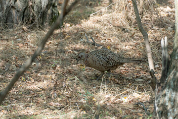 Common pheasant walking in undergrowth habitat. Phasianus colchicus is domesticat birds and is object of hunting. Lives in forests or in thickets of bushes near water. Environmental conservation.