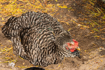 Deutscher Sperber Henne beim Hudern. 