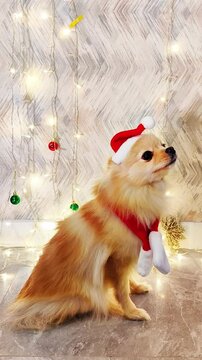 A small dog, funny and cute,of the Pomeranian breed,sits against the background of New Year's lights,at home on New Year's Eve,in a Santa hat and scarf