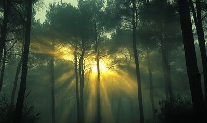 Obraz premium Misty Morning Woods
