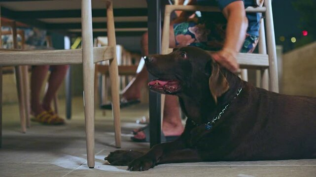 Chocolate labrador dog lays by a table on an outdoor terrace while owner pets his head