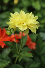 red and yellow flower
