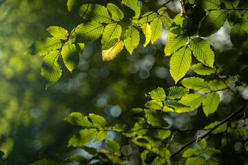 Sonnenschein zwischen den Blättern