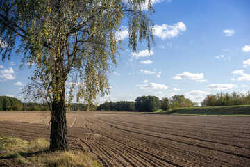 Samotna brzoza przy zaoranych polach © qrrr